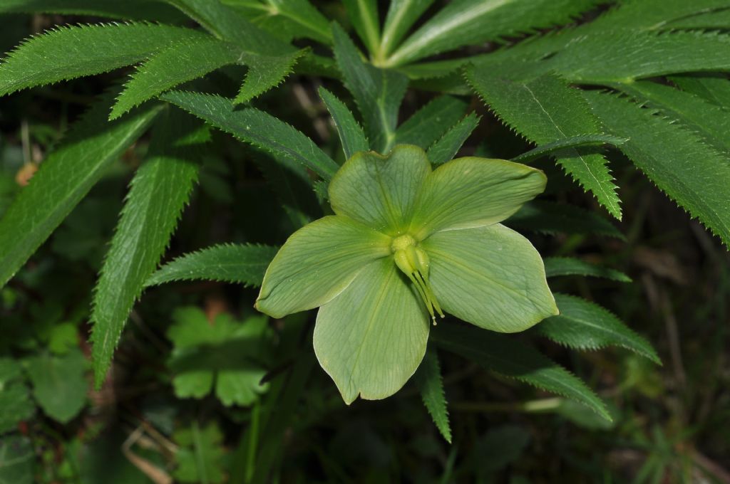 Helleborus bocconei