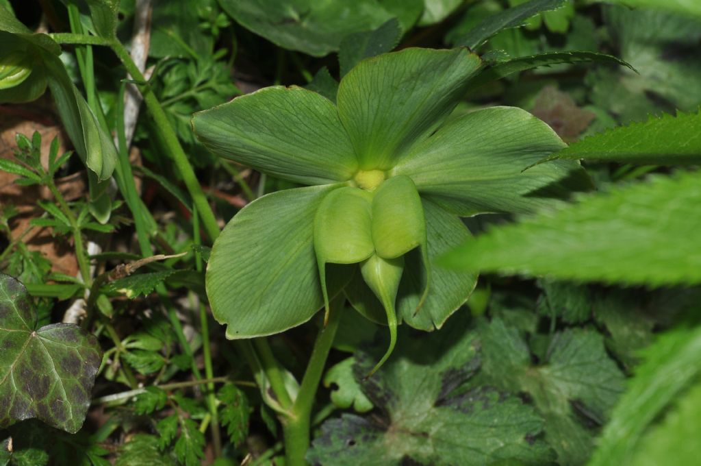 Helleborus bocconei