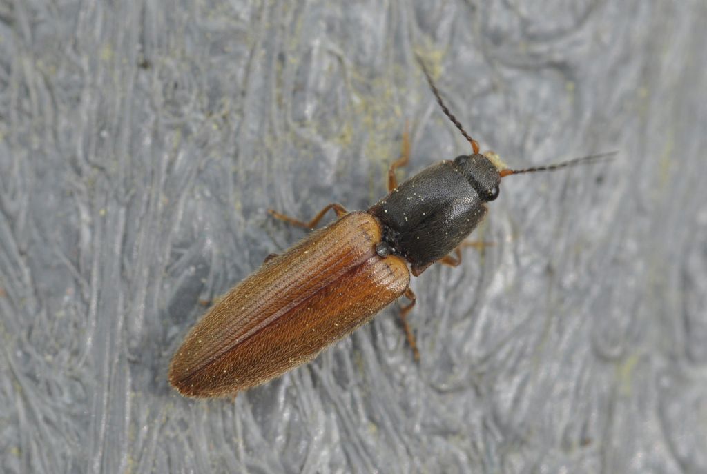 Elateridae da id... Athous vittatus , maschio