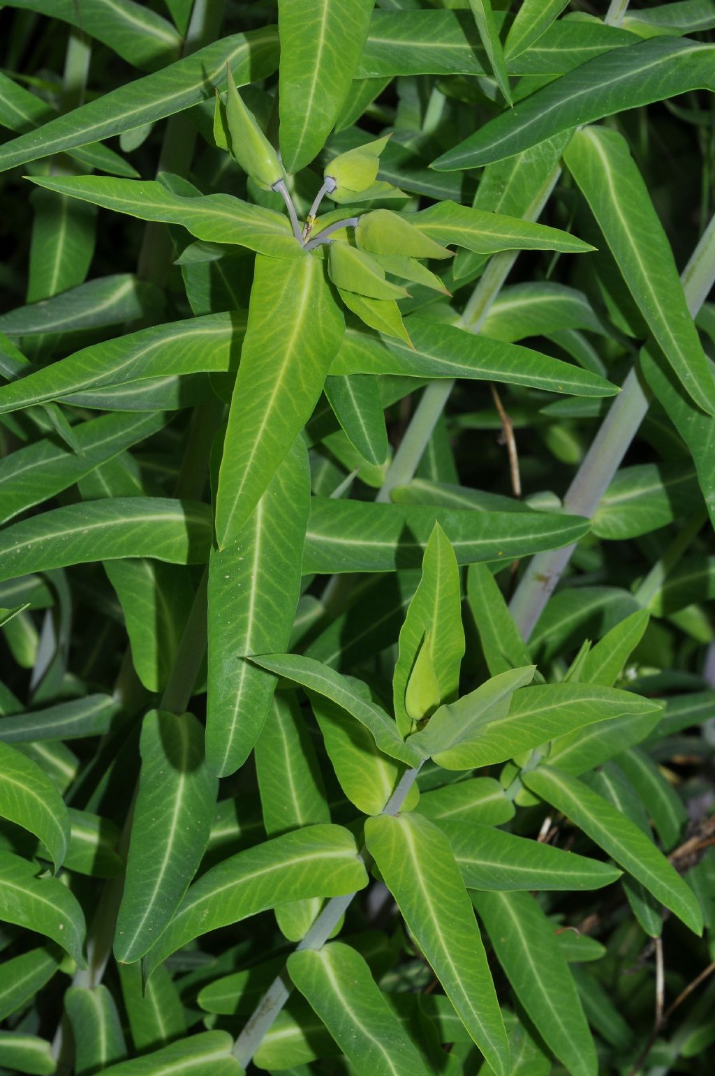 Euphorbia lathyris / Euforbia catapuzia