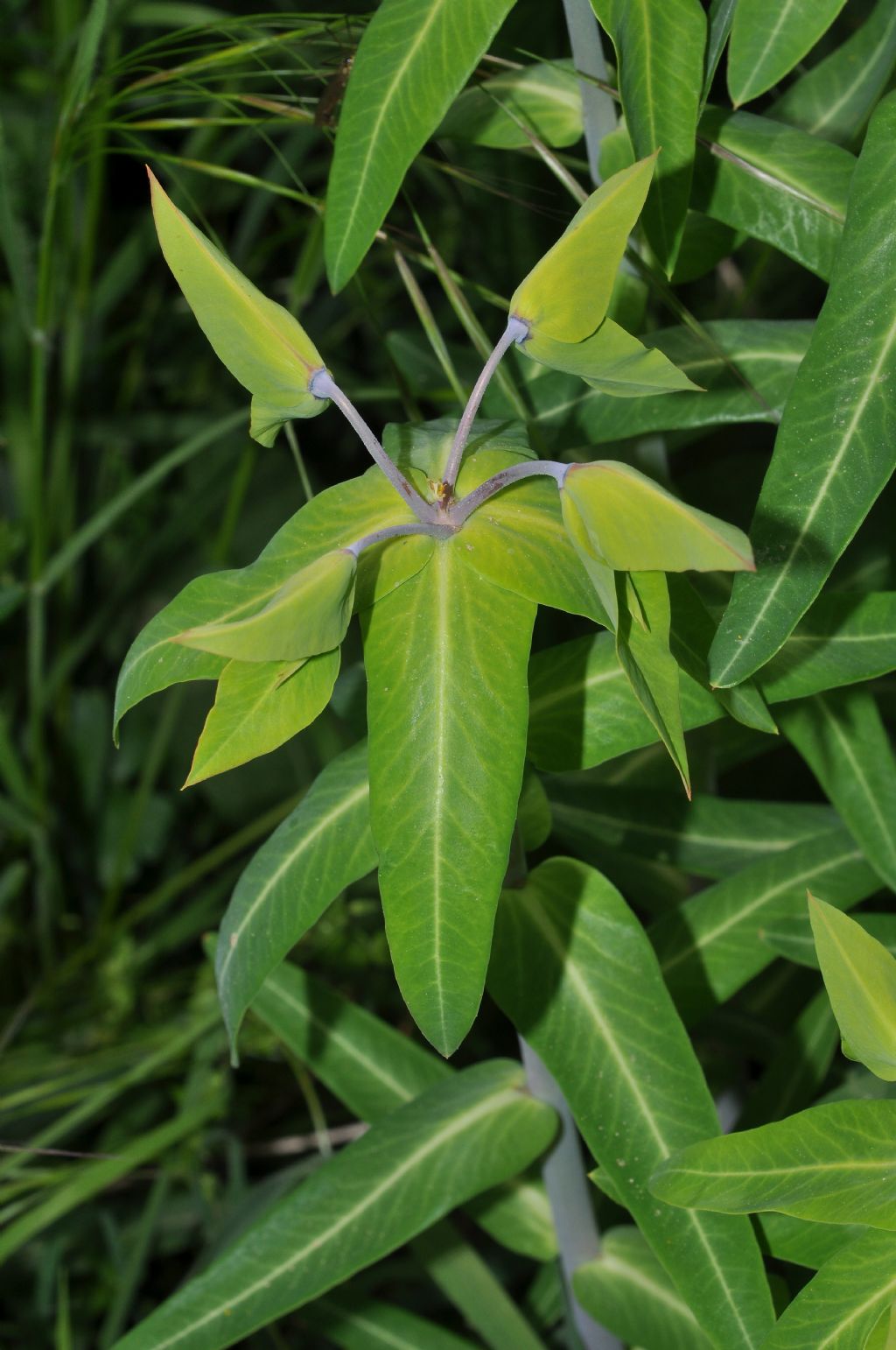 Euphorbia lathyris / Euforbia catapuzia