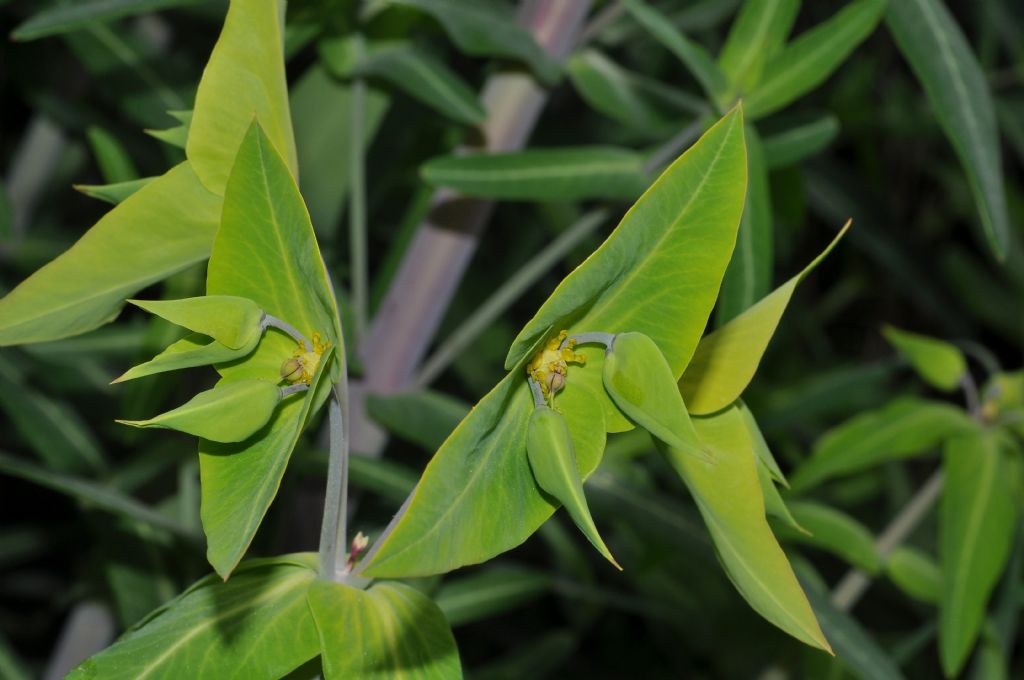 Euphorbia lathyris / Euforbia catapuzia