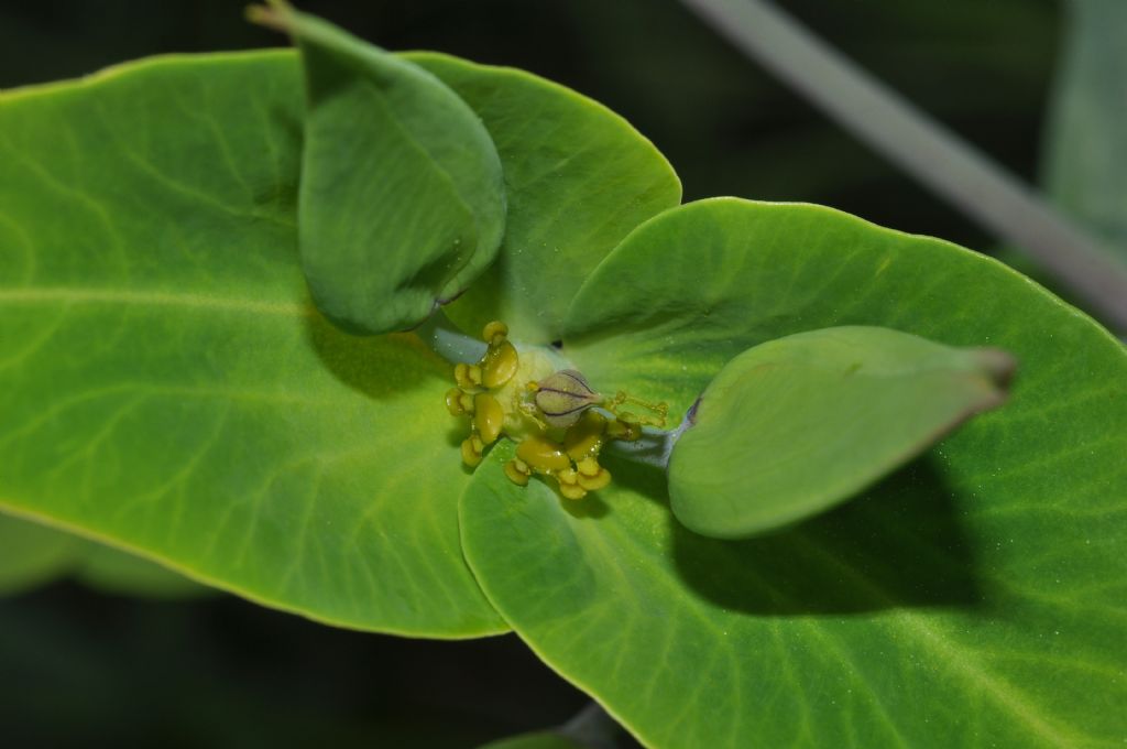 Euphorbia lathyris / Euforbia catapuzia