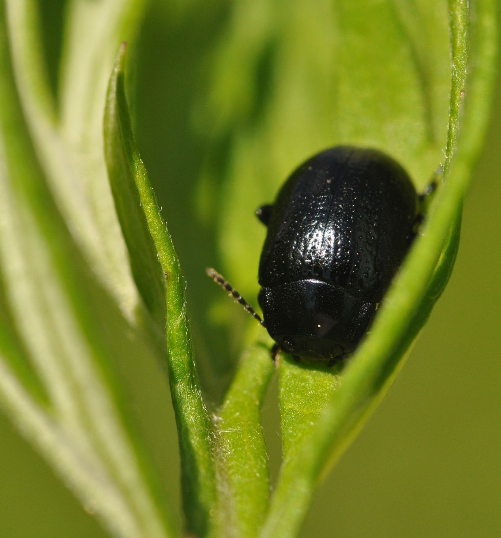 Chrysolina interstincta (cfr.)