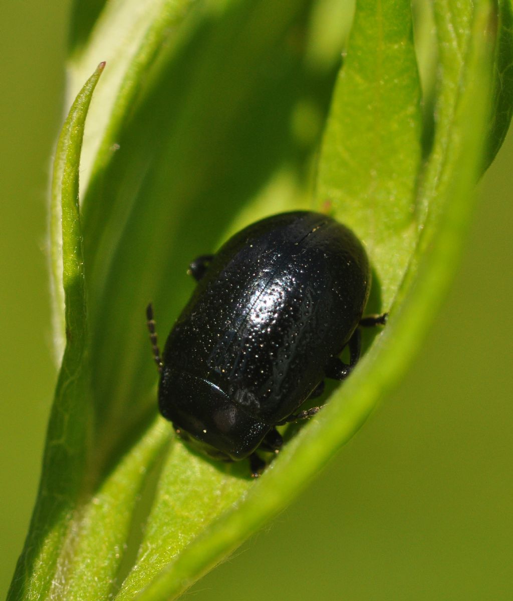 Chrysolina interstincta (cfr.)