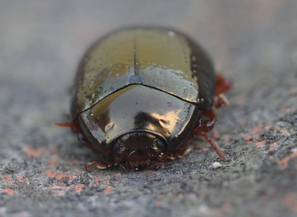 Chrysolina (Chrysolina) bankii, Chrysomelidae