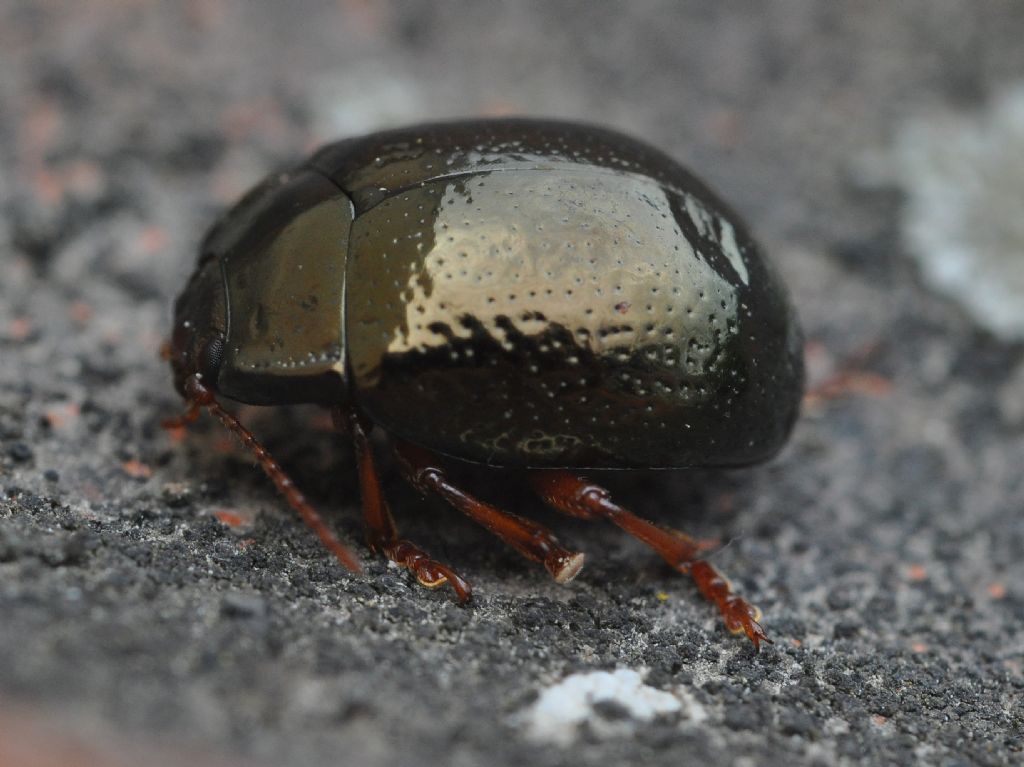 Chrysolina (Chrysolina) bankii, Chrysomelidae