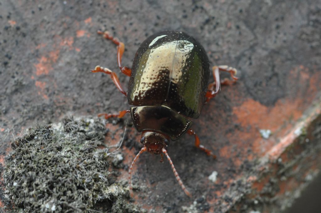 Chrysolina (Chrysolina) bankii, Chrysomelidae