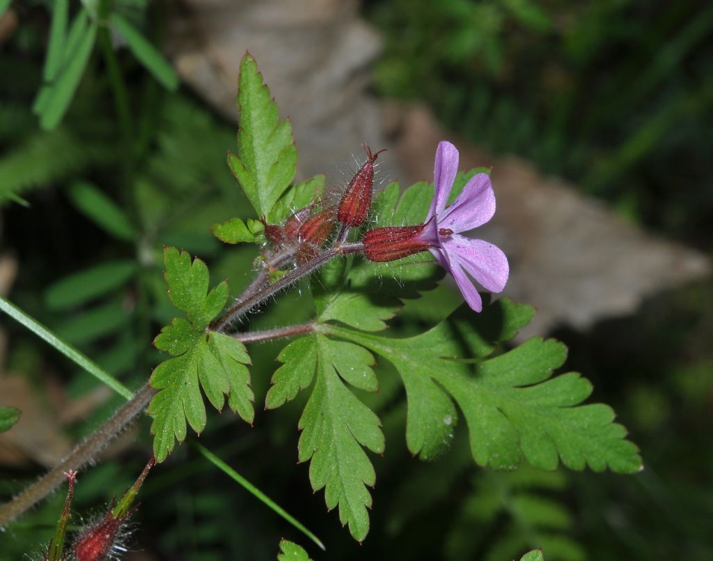 Geranium robertianum / Geranio di San Roberto