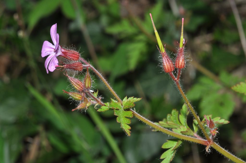 Geranium robertianum / Geranio di San Roberto