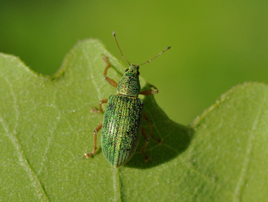 Polydrusus (Eudipnus) frater, Curculionidae