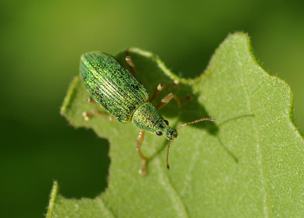 Polydrusus (Eudipnus) frater, Curculionidae