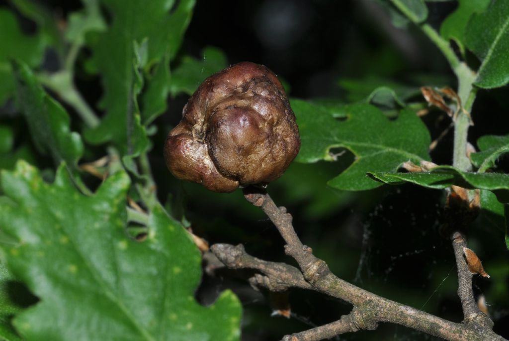 Galla di di Biorhiza pallida (Cynipidae)