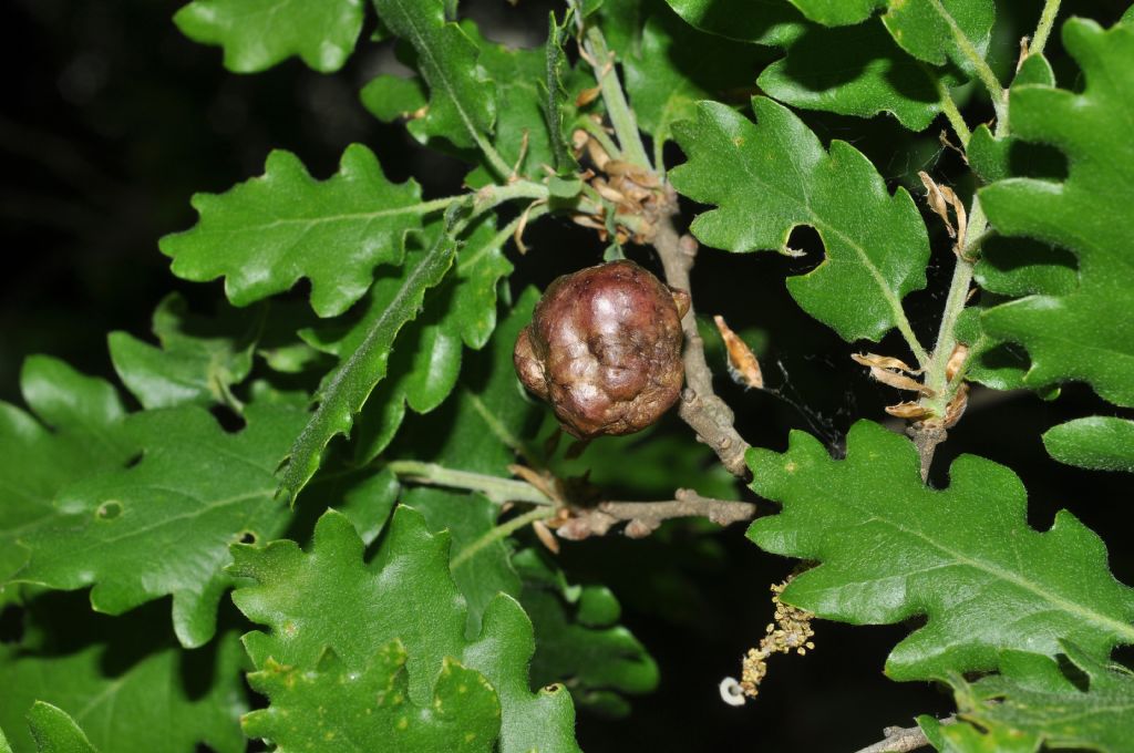 Galla di di Biorhiza pallida (Cynipidae)