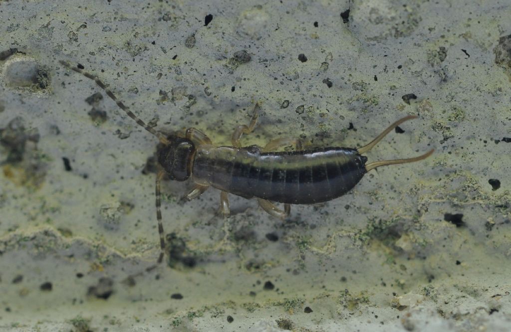 Forficulidae:  Forficula (s. l.) sp.