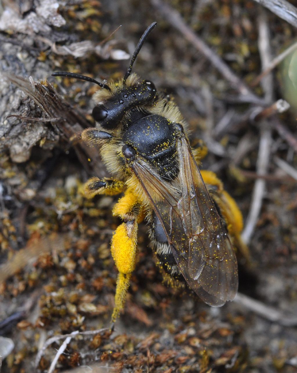 Andrena sp.