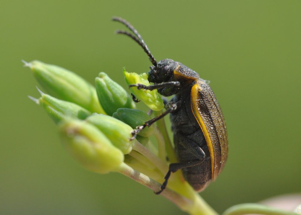 Chrysomelidae: Galeruca interrupta