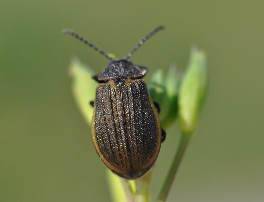 Chrysomelidae: Galeruca interrupta