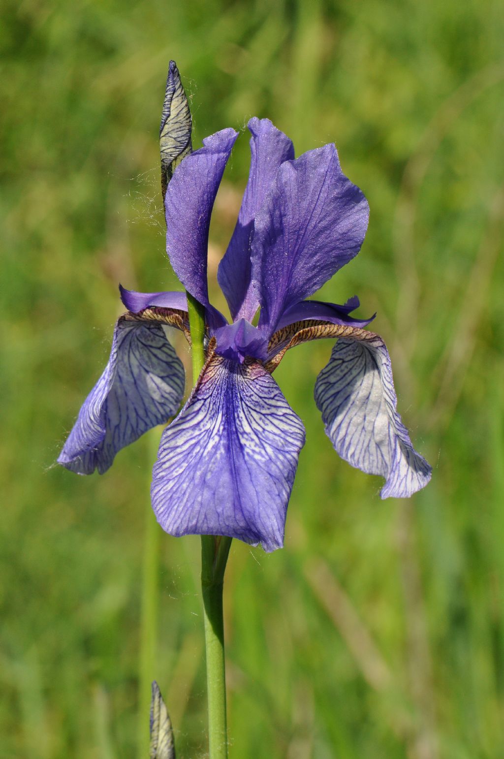 Iris sibirica / Giaggiolo siberiano