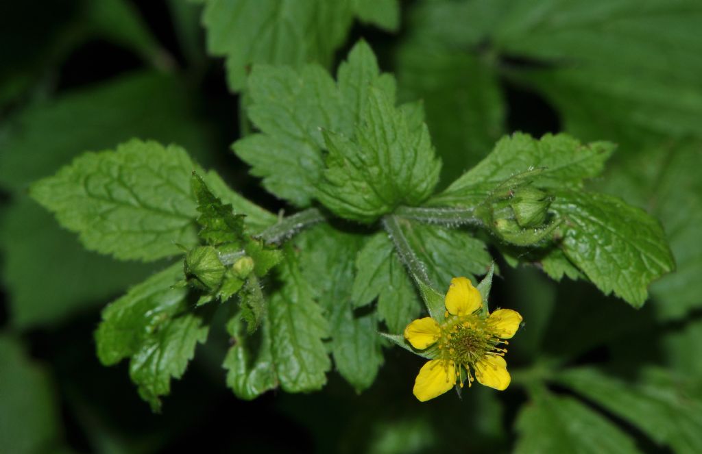 Geum urbanum / Cariofillata comune