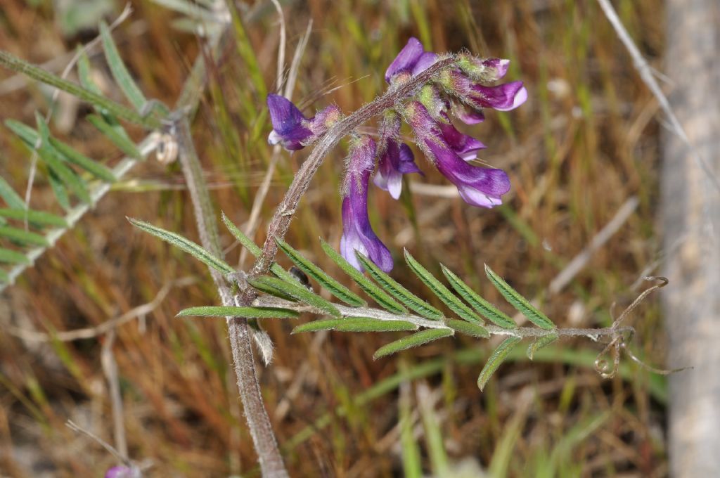 Vicia villosa / Veccia villosa