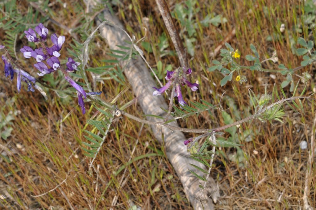Vicia villosa / Veccia villosa