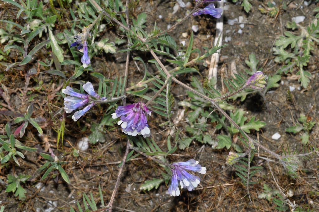 Vicia villosa / Veccia villosa