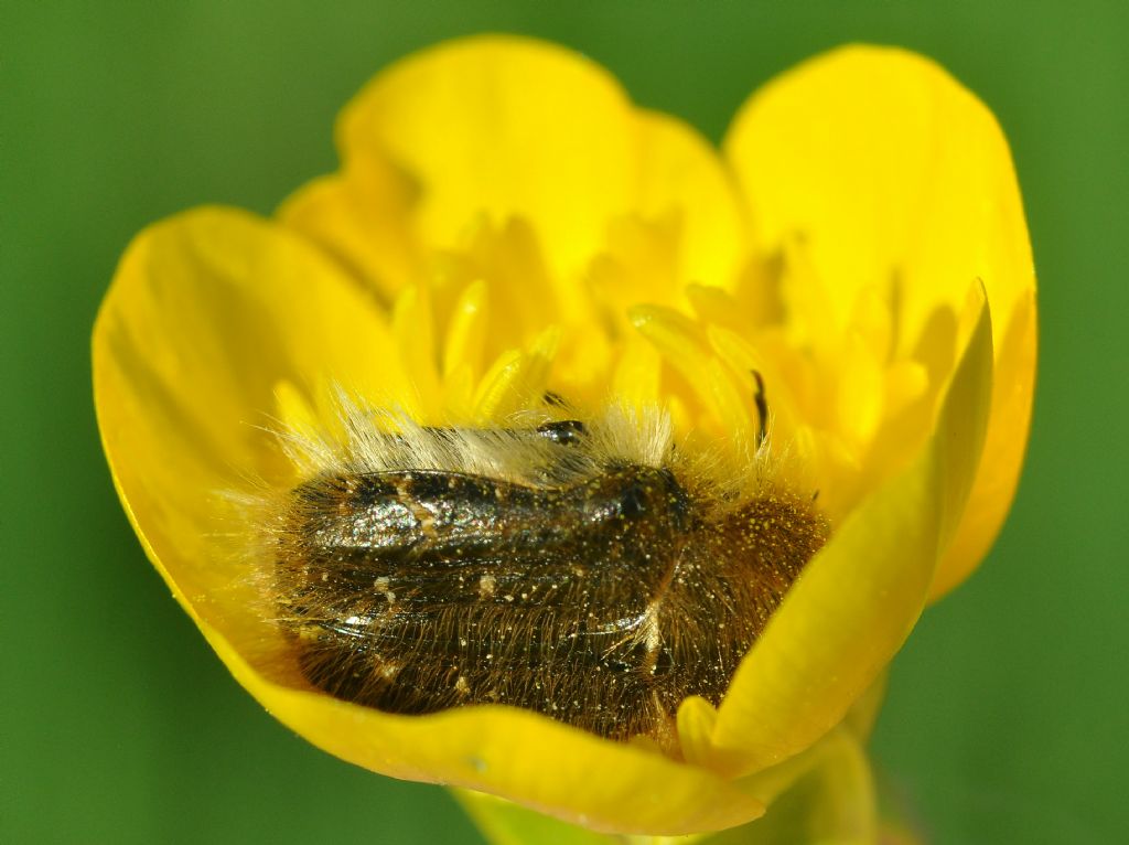 Cetoniidae:  Tropinota squalida squalida