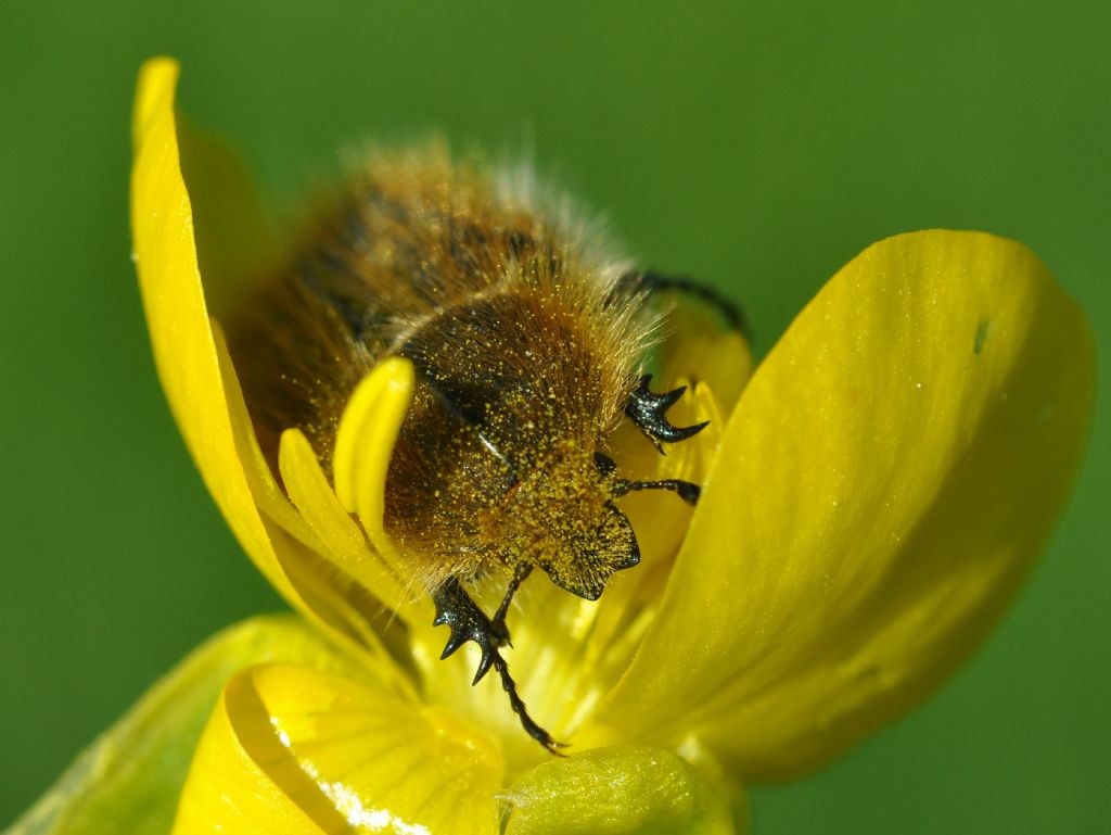 Cetoniidae:  Tropinota squalida squalida