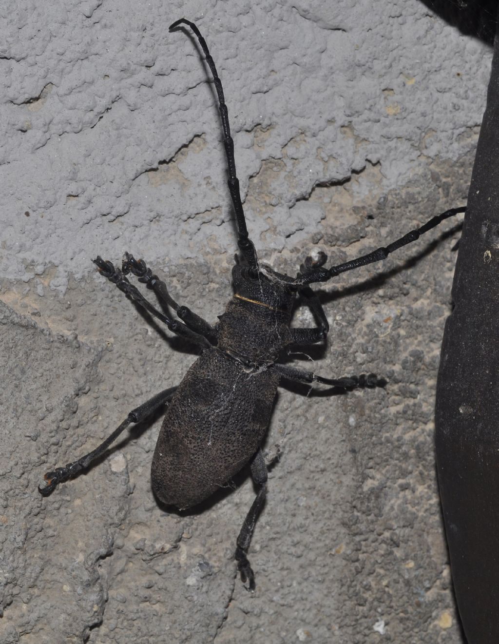 Cerambycidae:   Morimus asper asper