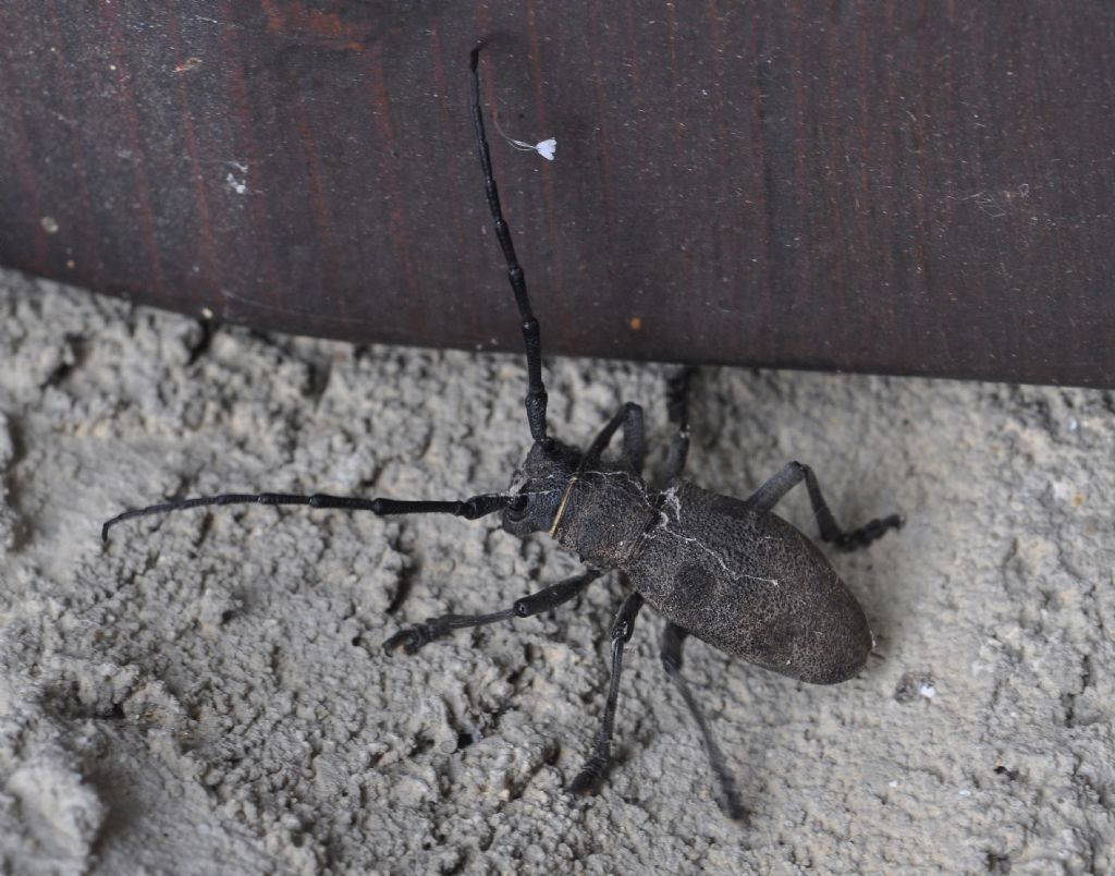 Cerambycidae:   Morimus asper asper