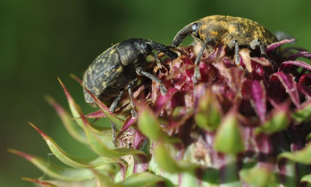 Larinus cfr. jaceae