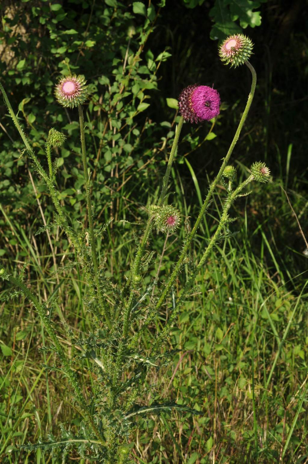 Genere Cynara, specie da id - no, Carduus nutans