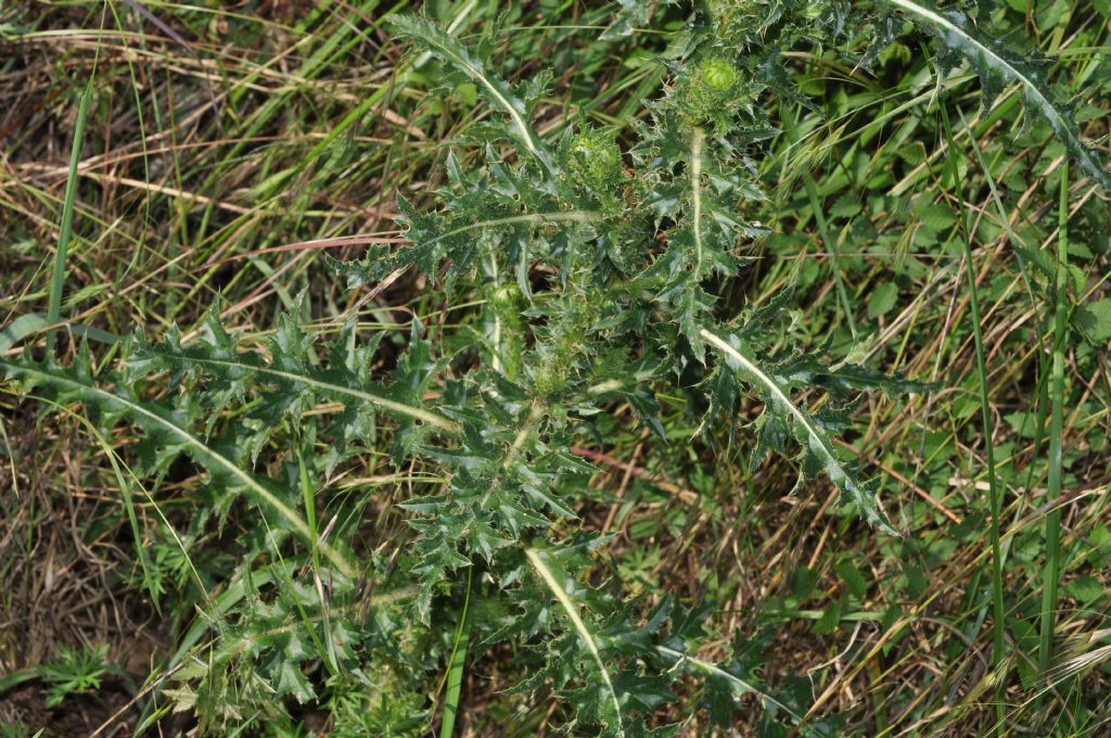 Genere Cynara, specie da id - no, Carduus nutans