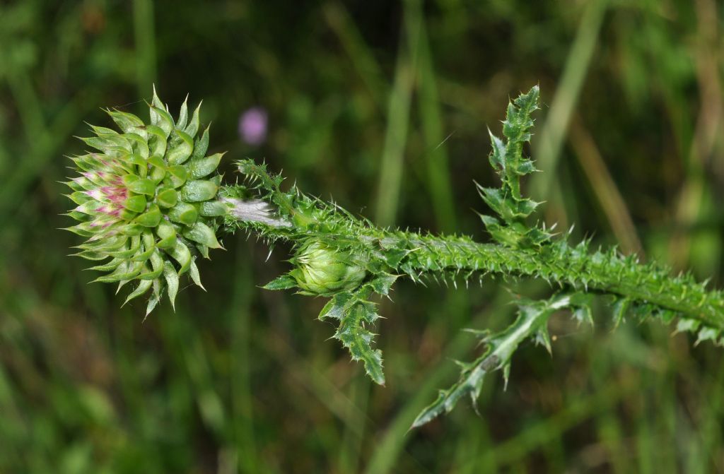 Genere Cynara, specie da id - no, Carduus nutans