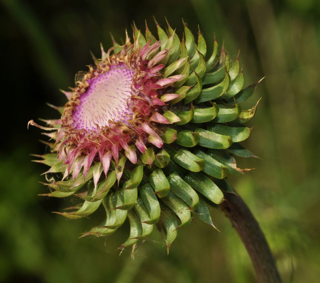 Genere Cynara, specie da id - no, Carduus nutans