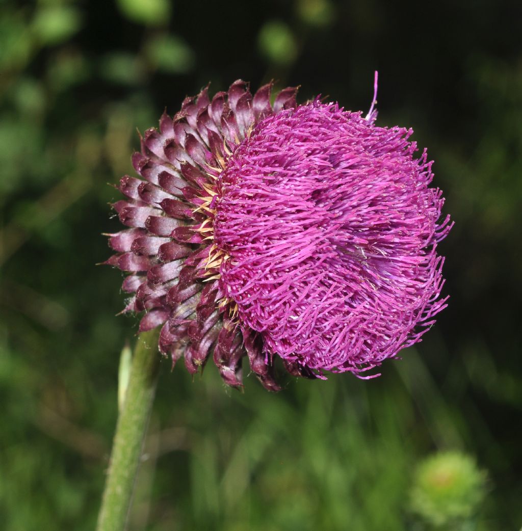 Genere Cynara, specie da id - no, Carduus nutans