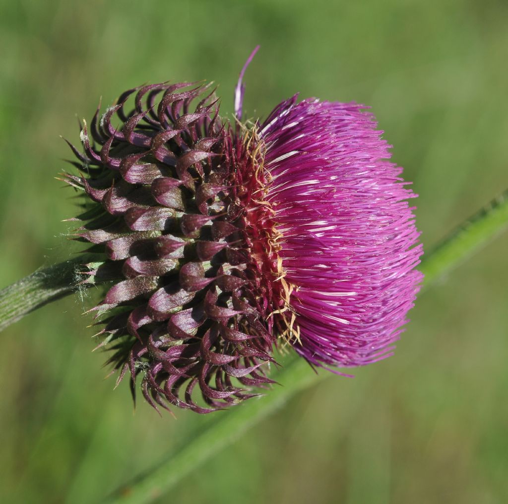 Genere Cynara, specie da id - no, Carduus nutans