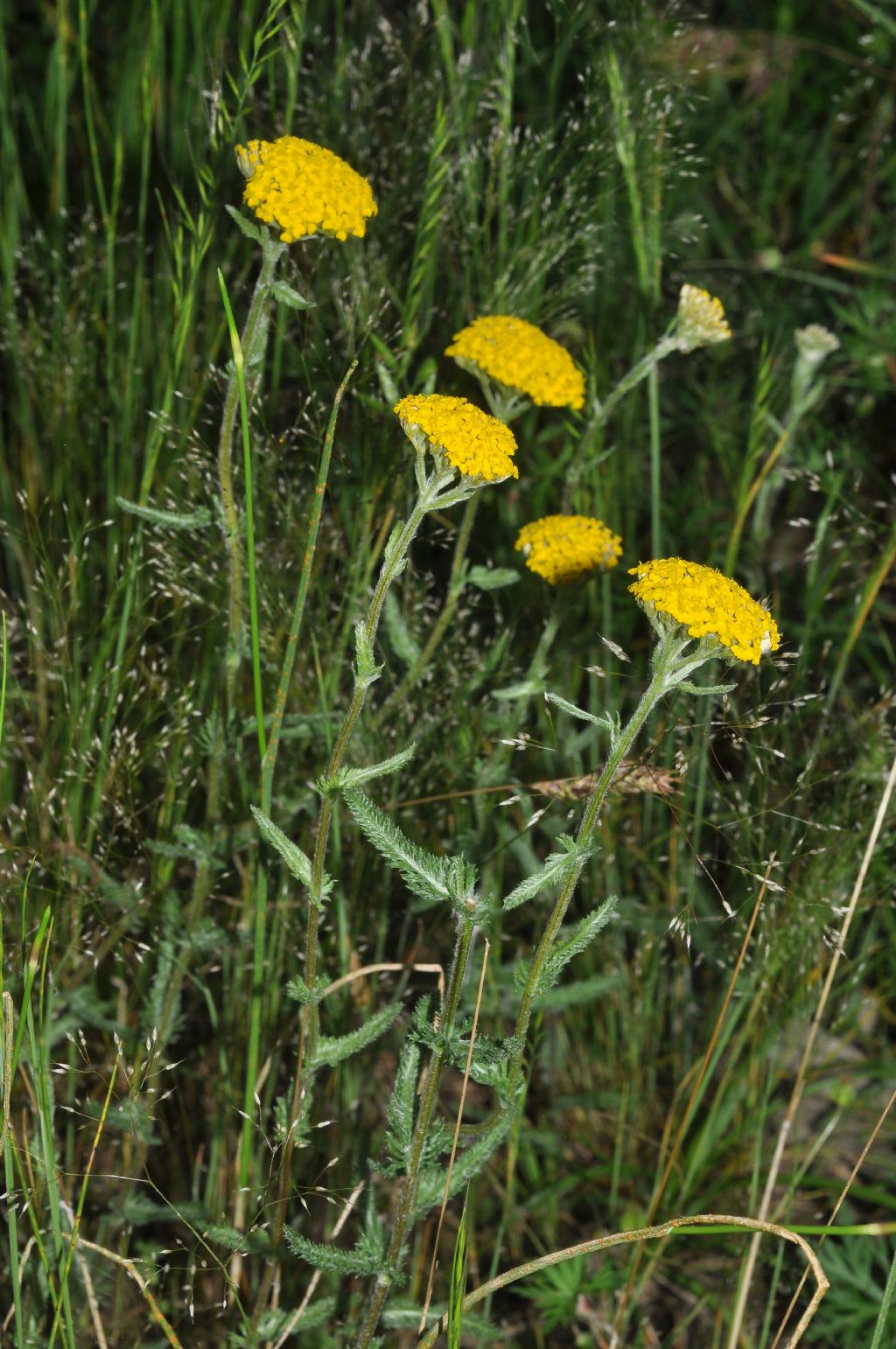 Achillea tomentosa / Millefoglio giallo