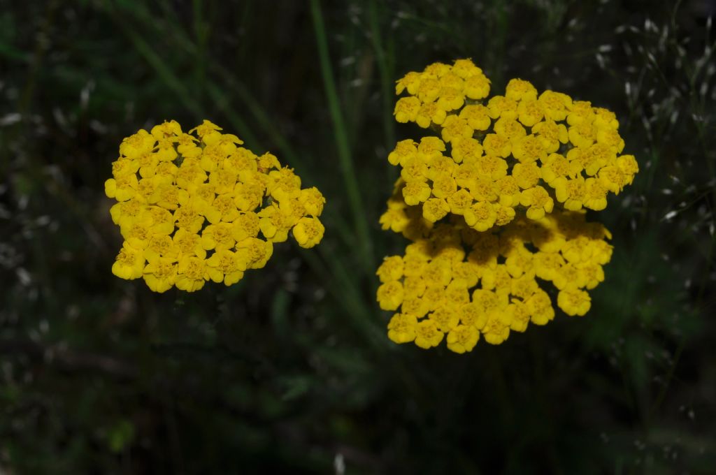 Achillea tomentosa / Millefoglio giallo