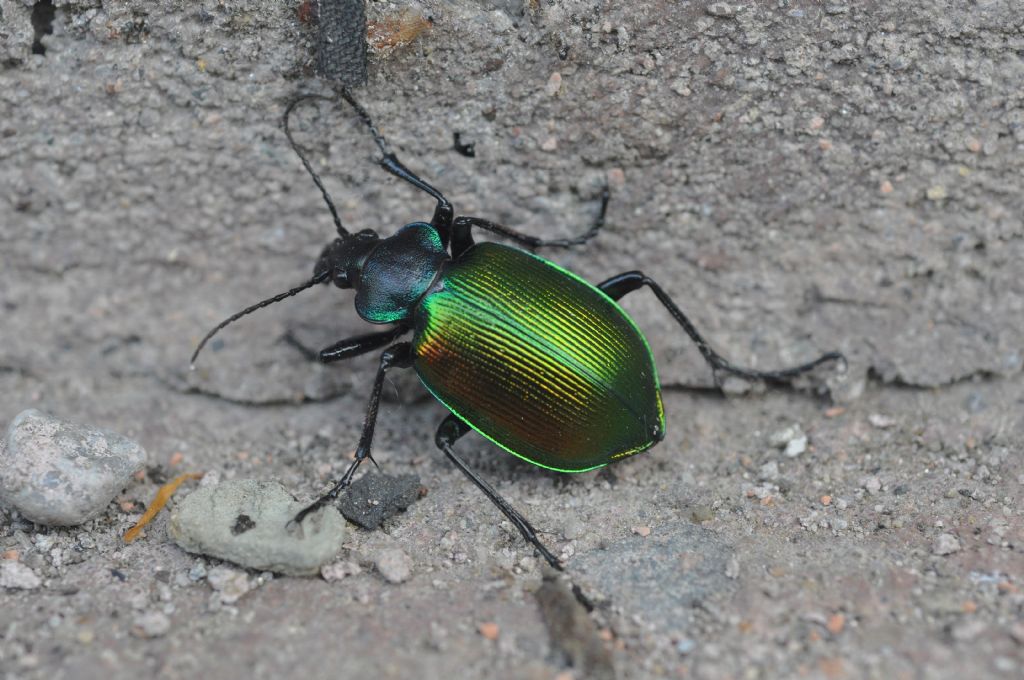 Carabidae:   Calosoma sycophanta