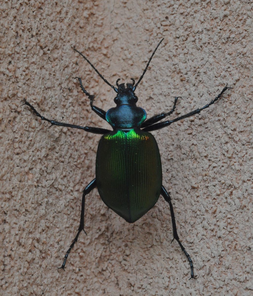 Carabidae:   Calosoma sycophanta