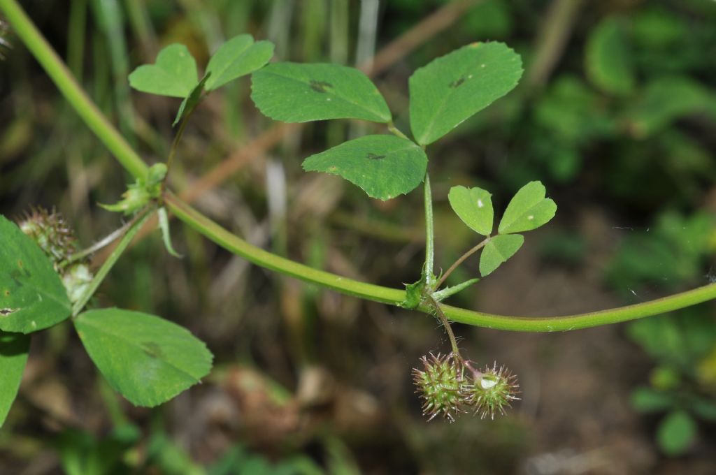 Medicago arabica / Erba medica araba