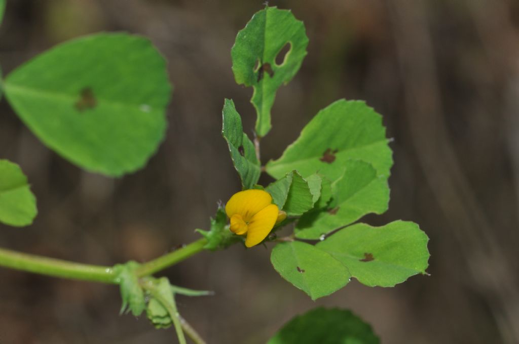 Medicago arabica / Erba medica araba