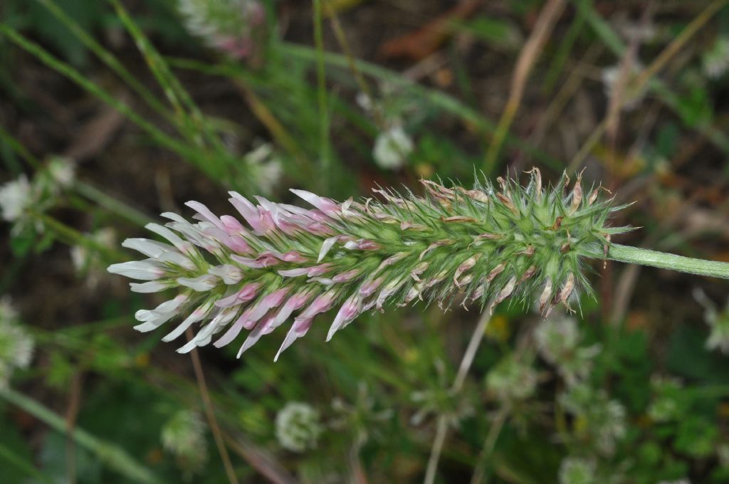 Trifolium incarnatum subsp. molinierii