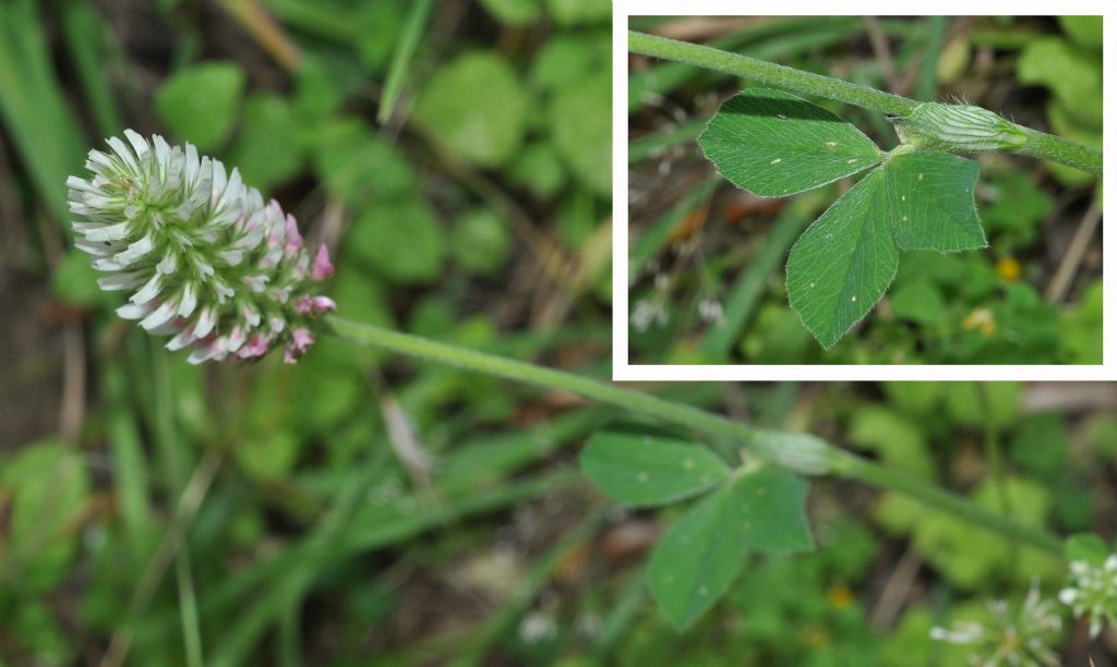 Trifolium incarnatum subsp. molinierii