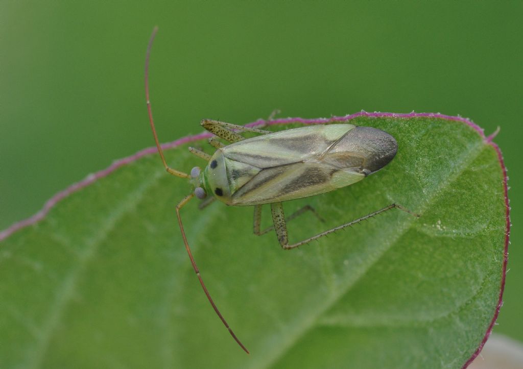 Miridae: Adelphocoris lineolatus