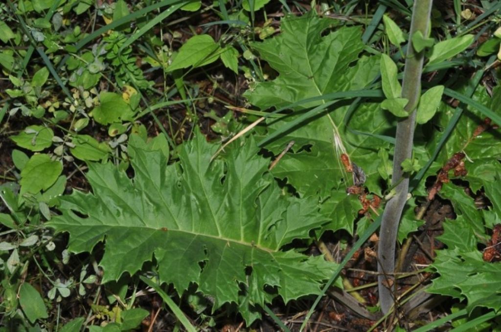 Acanthus mollis / Acanto comune