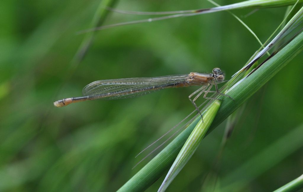 Quale Ischnura?    Ischnura elegans (f. rufescens), femmina