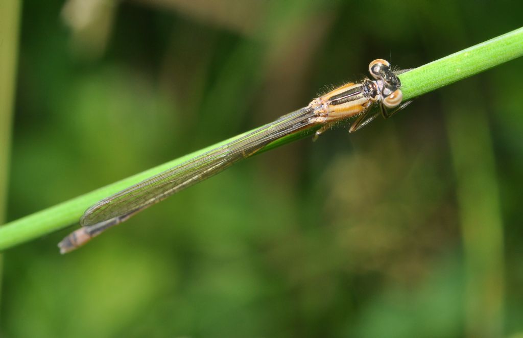 Quale Ischnura?    Ischnura elegans (f. rufescens), femmina